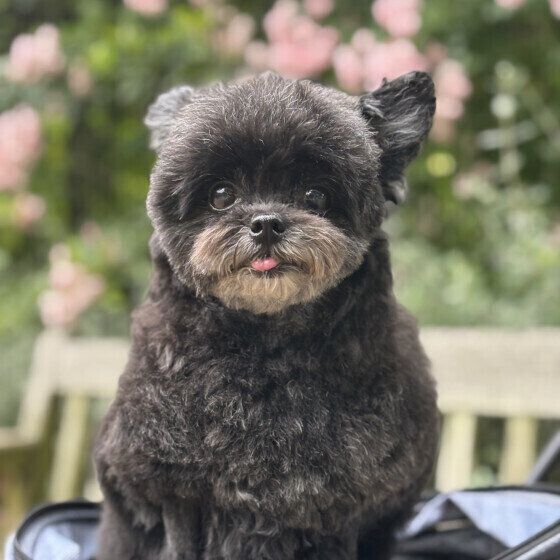 11才のシニア犬