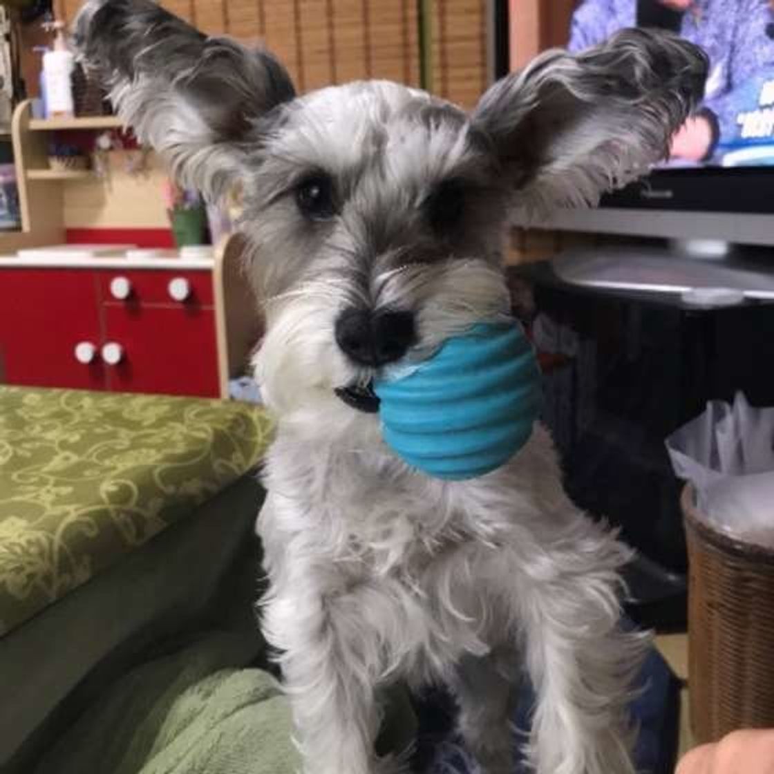 犬がおもちゃをくわえてくるのは何のアピール カワイイ画像まとめも いぬのきもちweb Magazine 犬がおもちゃをくわえてくるのは何のアピール カワイイ画像まとめも いぬのきもちweb Magazine