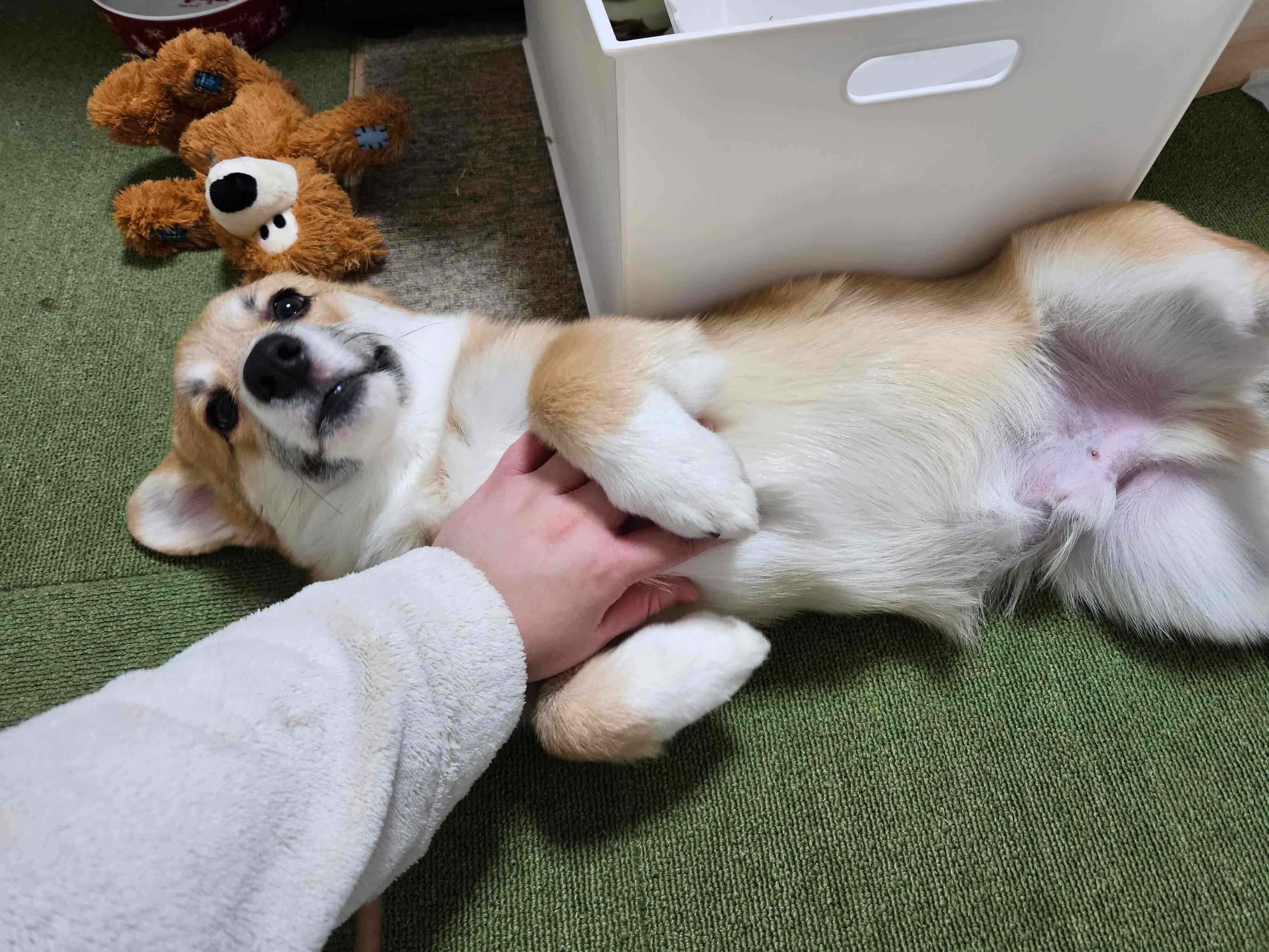 お迎え2日目に撮影したタビーくん