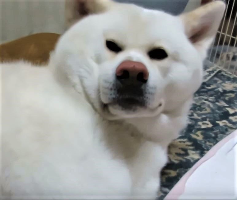 寝たフリをする秋田犬