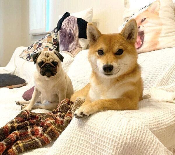 見つめるラルくんとアキちゃん