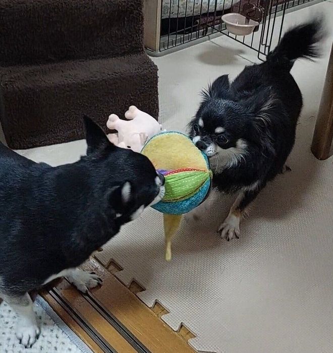 先住犬のぶんたくんと遊ぶみつ子ちゃん