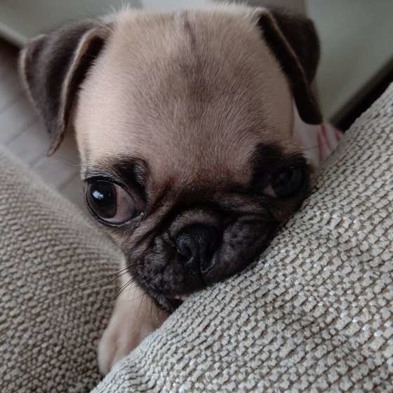 くりくりお目めのパグ