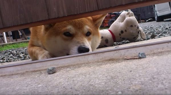 おかえりがかわいいワンコ