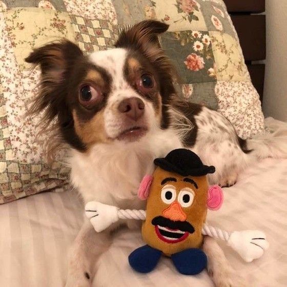 おもちゃで遊ぶチワワ