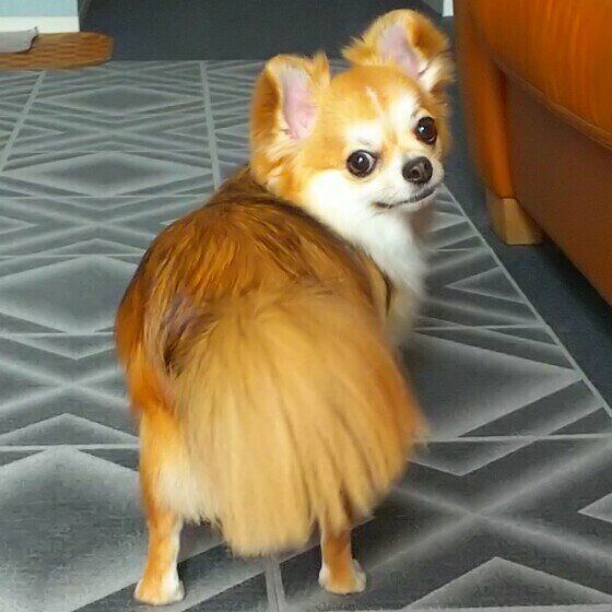 振り返るチワワ