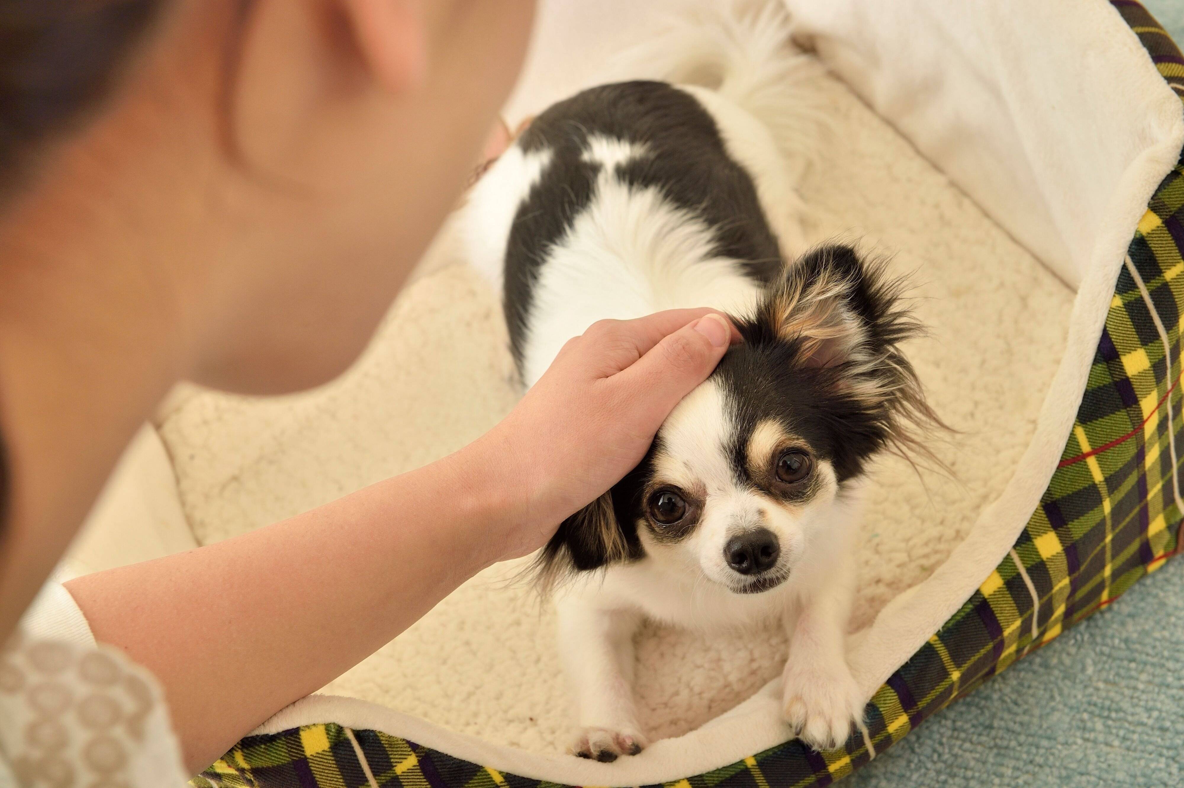 ほめられると嬉しいのは、人も犬も同じ！