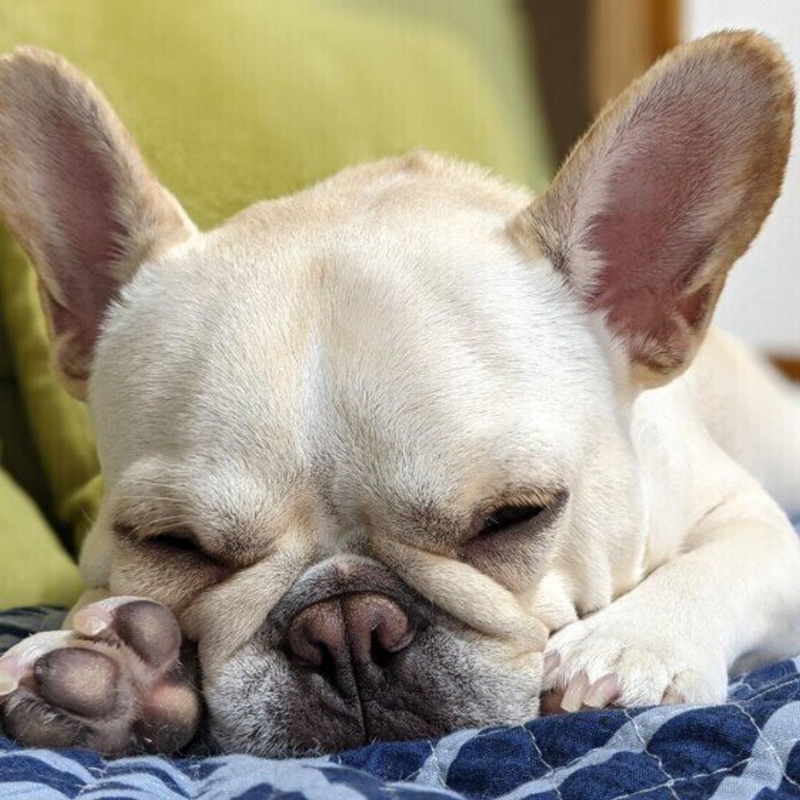犬の歯石除去を考えたほうがよいタイミングは 獣医師がポイントを解説 いぬのきもちweb Magazine 犬の歯石除去を考えたほうがよいタイミングは 獣医師がポイントを解説 いぬのきもちweb Magazine