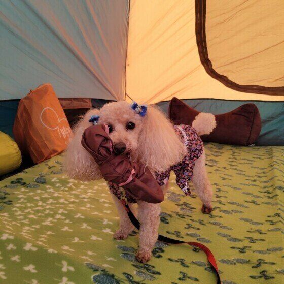 キャンプを楽しむトイプーのちょこちゃん