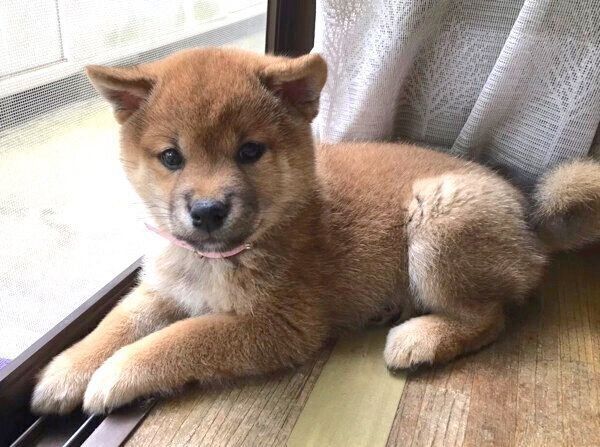 生後3カ月頃のエマちゃん