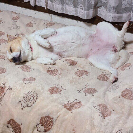 Mix（中型犬）のはなちゃん♪