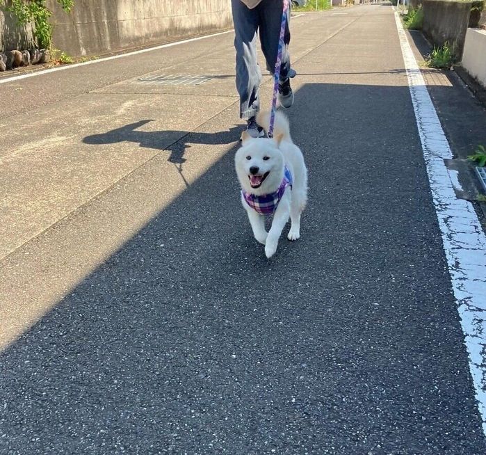 ダッシュするだんくん