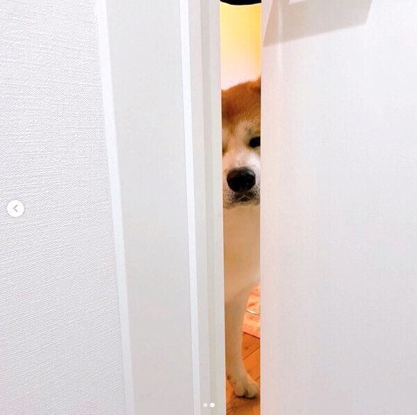 トイレを覗くよたろうくん