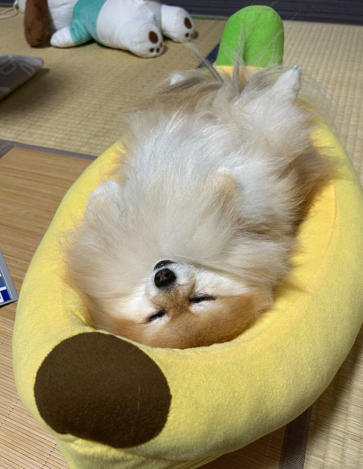 バナナベッドの中で眠るいぶきちゃん