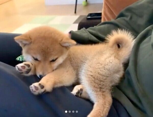 飼い主さんの膝の上で眠るこたろうくん