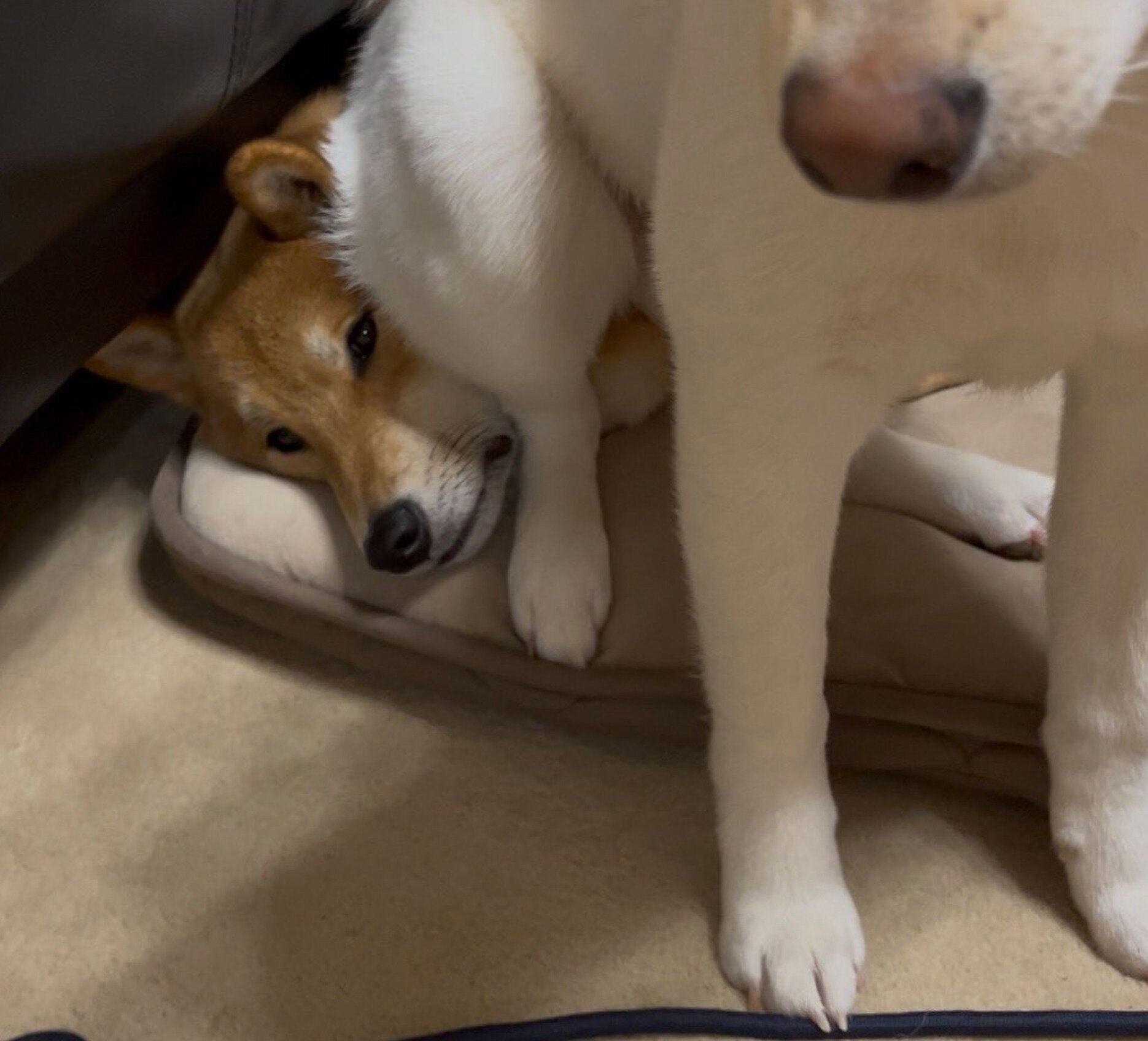 ぽん太くんの顔の上に座るうに太くん