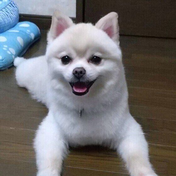 ポメラニアンのイヴくん