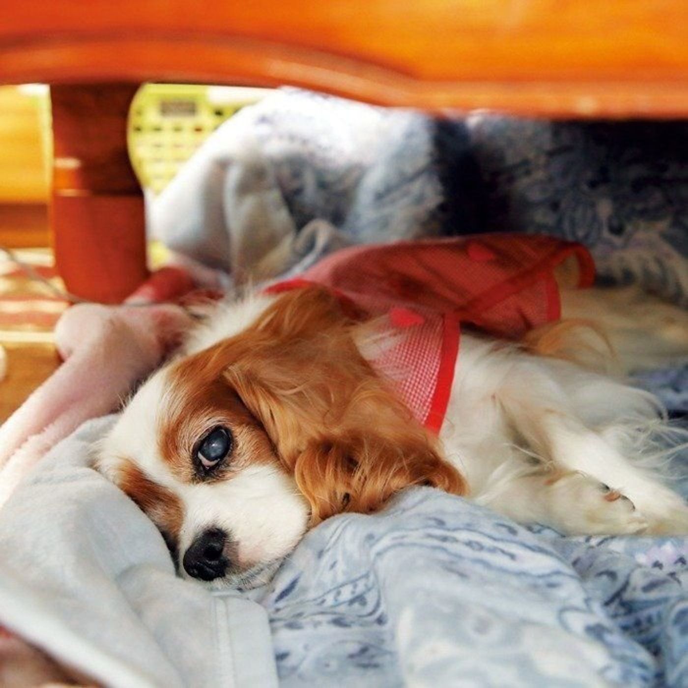 突然 愛犬の目から出血 度重なる眼病を患ったミルヒーくんの闘病 いぬのきもちweb Magazine 突然 愛犬の目から出血 度重なる眼病を患ったミルヒーくんの闘病 いぬのきもちweb Magazine
