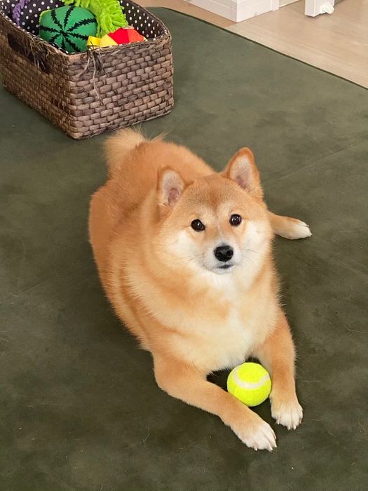 テニスボールを前足で挟んで座る犬
