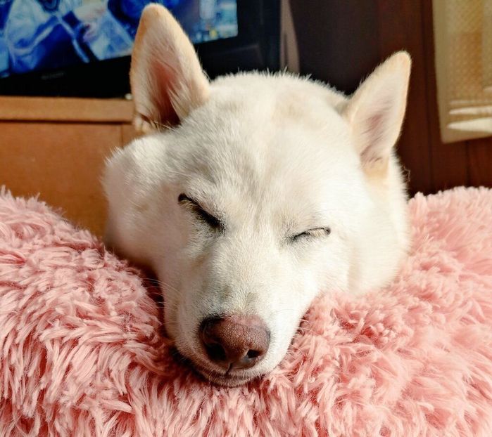スヤスヤ眠る小麦ちゃん