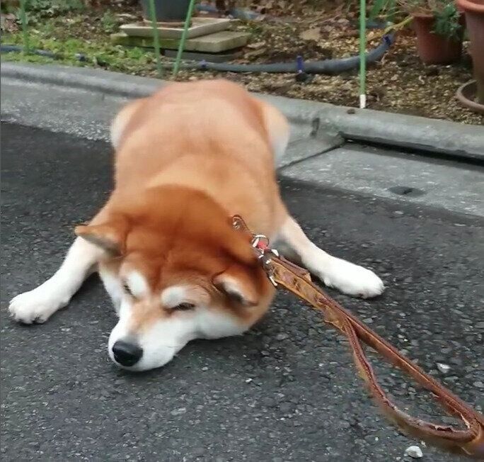別の日の散歩中に伏せる茶々丸ちゃん
