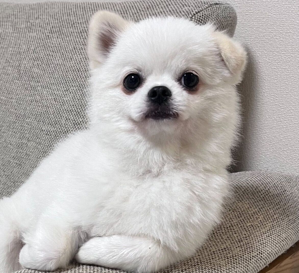 ソファでくつろぐましゅくん