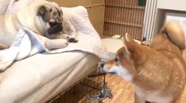 おもちゃを奪い合うパグと柴犬