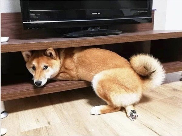 隠れられていないワンコ