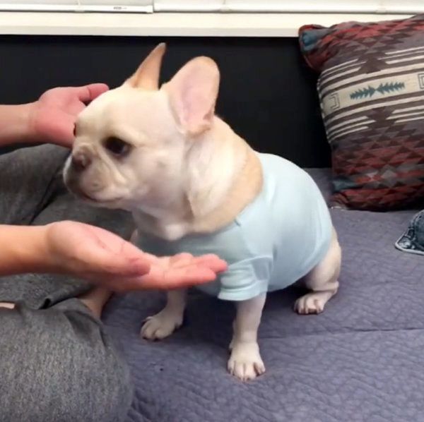 あご乗せをするフレンチ・ブルドッグ