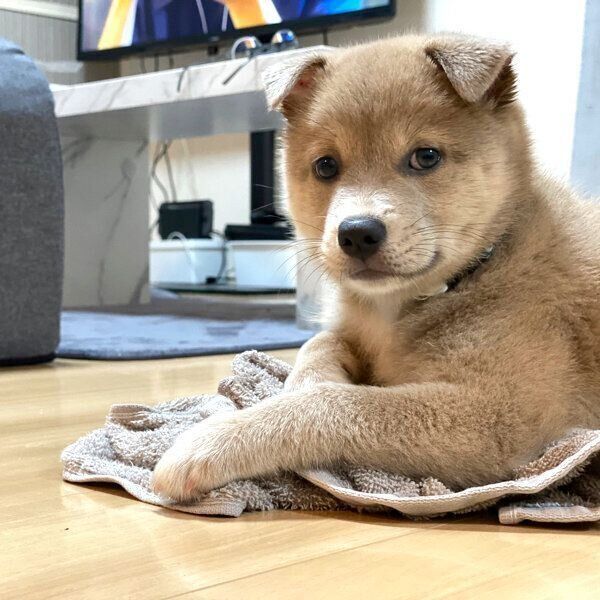 見つめるあさぎちゃん