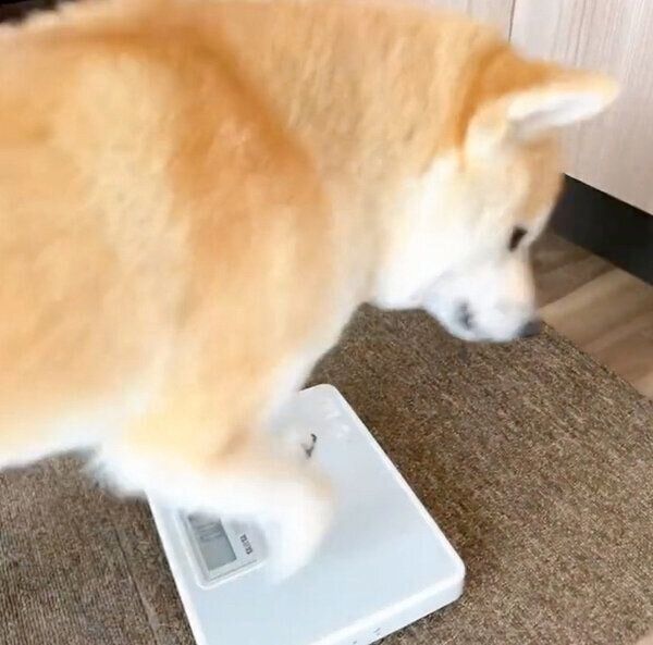 体重計に乗るももちゃん
