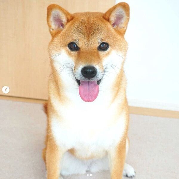 笑顔のコマリちゃん