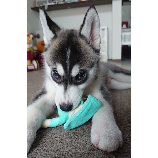 ぬいぐるみをくわえるクロノくん