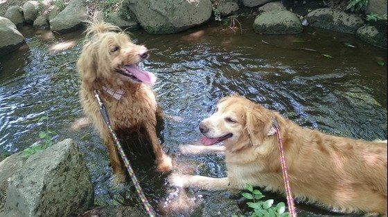 水遊びする大型犬