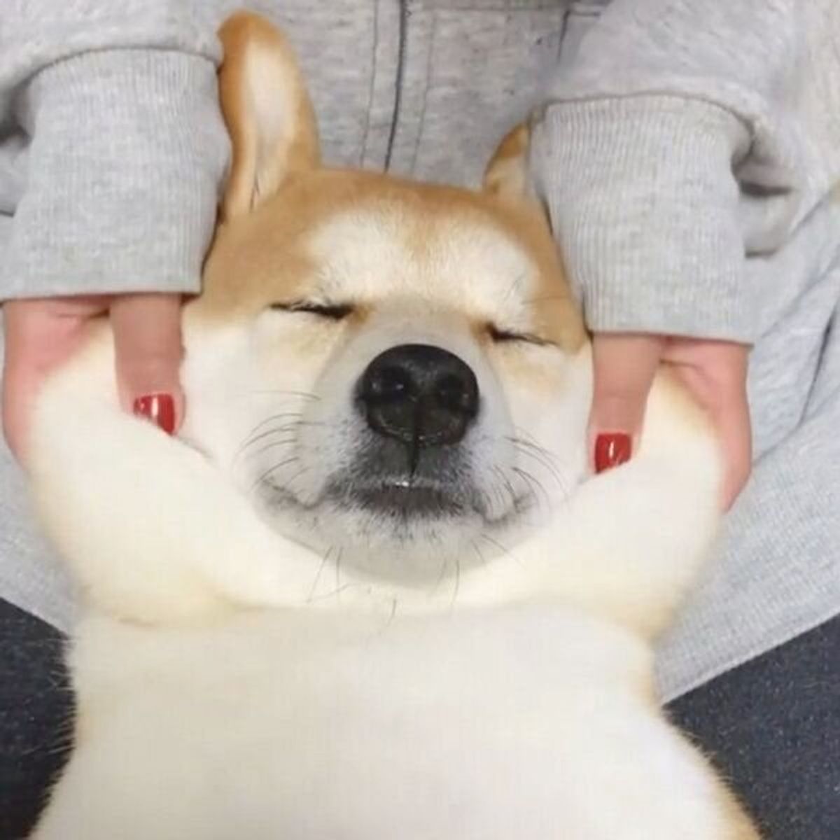 完全にマシュマロだ マッサージしてもらう柴犬のもちもちとろとろ感がスゴい いぬのきもちweb Magazine 完全にマシュマロだ マッサージしてもらう柴犬のもちもちとろとろ感がスゴい いぬのきもちweb Magazine
