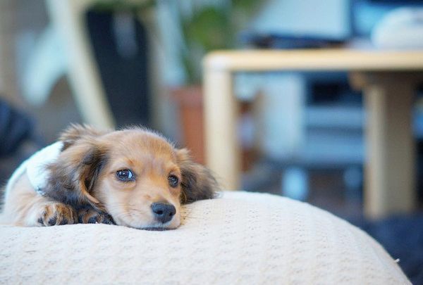 疲れて寝落ちしちゃうミニチュア・ダックスフンド