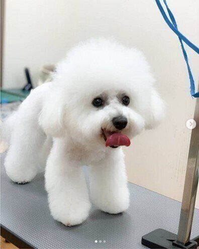 もふもふなビション・フリーゼ