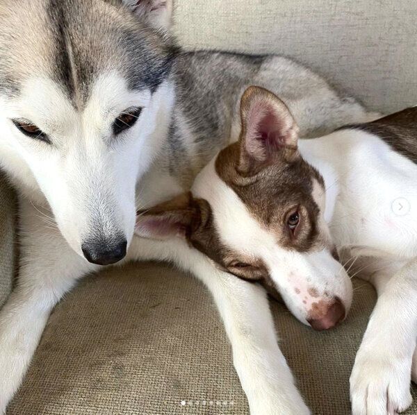 くつろぐバロンくん、シエルちゃん