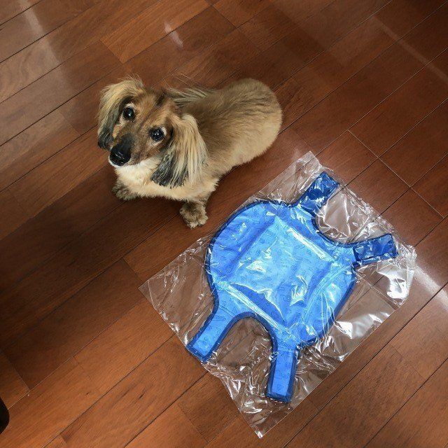 サイズを比べてみると？