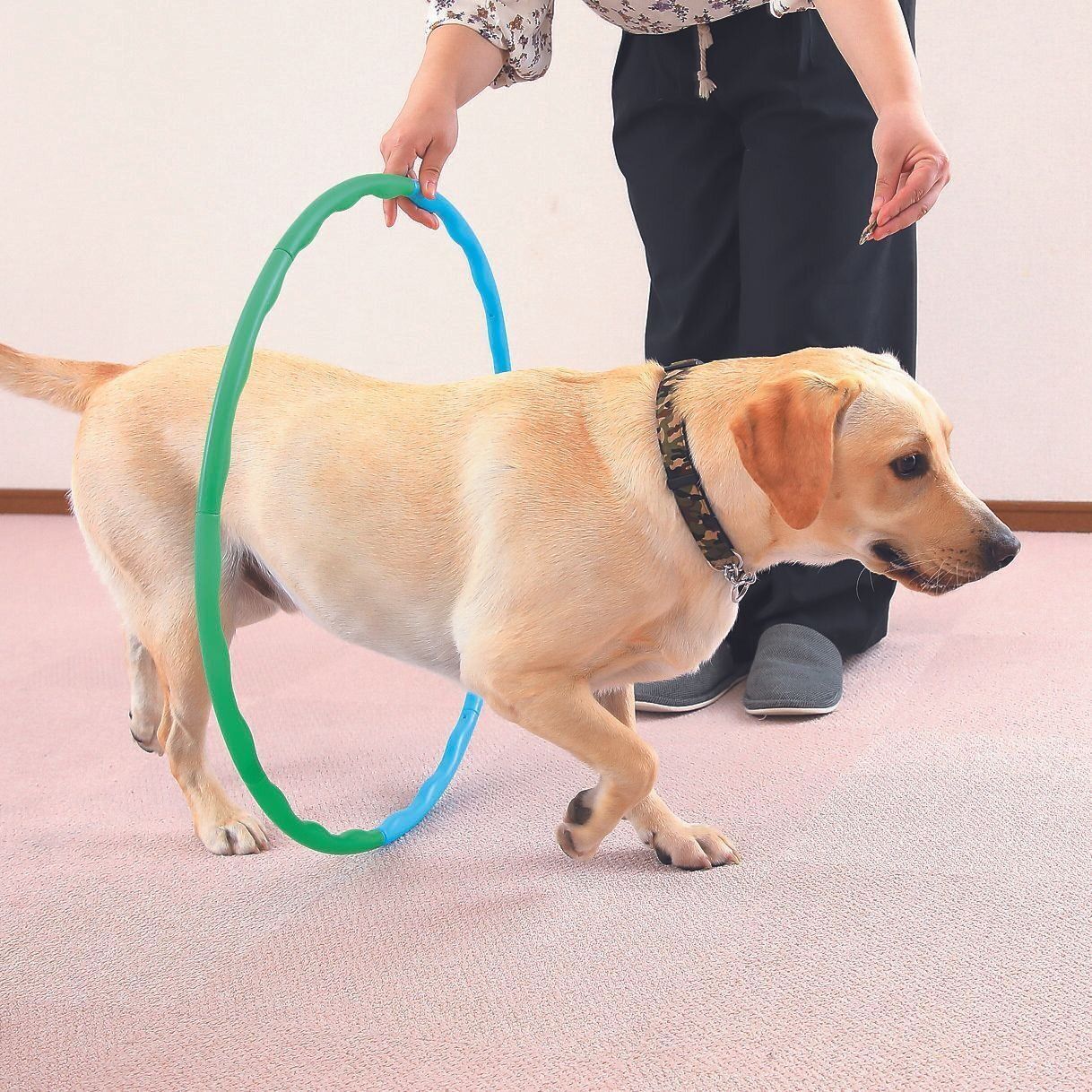 おやつで誘導してフープをくぐらせる