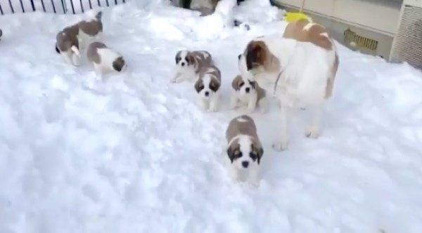 初めて雪を見たセント・バーナード