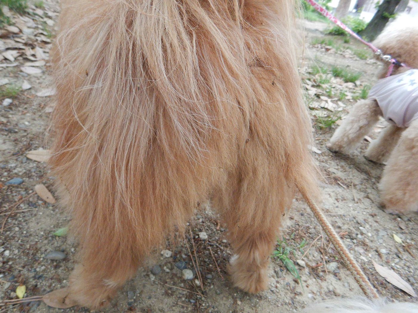 モフモフしっぽはハンディモップ 愉しげな愛犬の隣には諦めた飼い主が 連載 こぐま犬てんすけ Vol 153 いぬのきもちweb Magazine モフモフしっぽはハンディモップ 愉しげな愛犬の隣には諦めた飼い主が 連載 こぐま犬てんすけ Vol 153 いぬのきもちweb Magazine