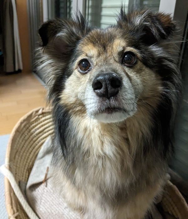 「7年後、角が取れて丸くなったおじさんに」と飼い主さんがコメントした推定8才の頃の陸くん