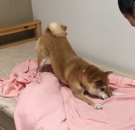 シーツ取り合戦