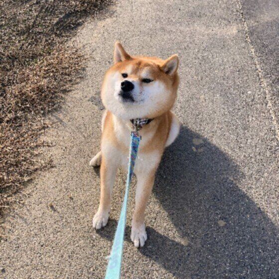 だいずちゃん（柴）