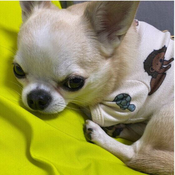 眠そうなチワワ