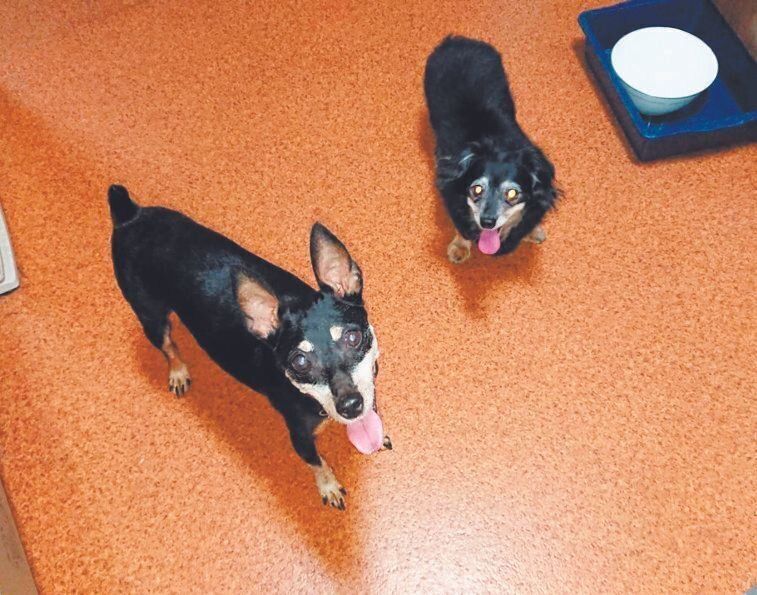 神奈川県のEさん宅に迎えられたコーチくんとピノくん。ネグレクトされた過去を乗り越え、今は幸せに