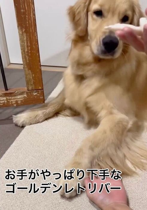 オテを失敗するアルくん