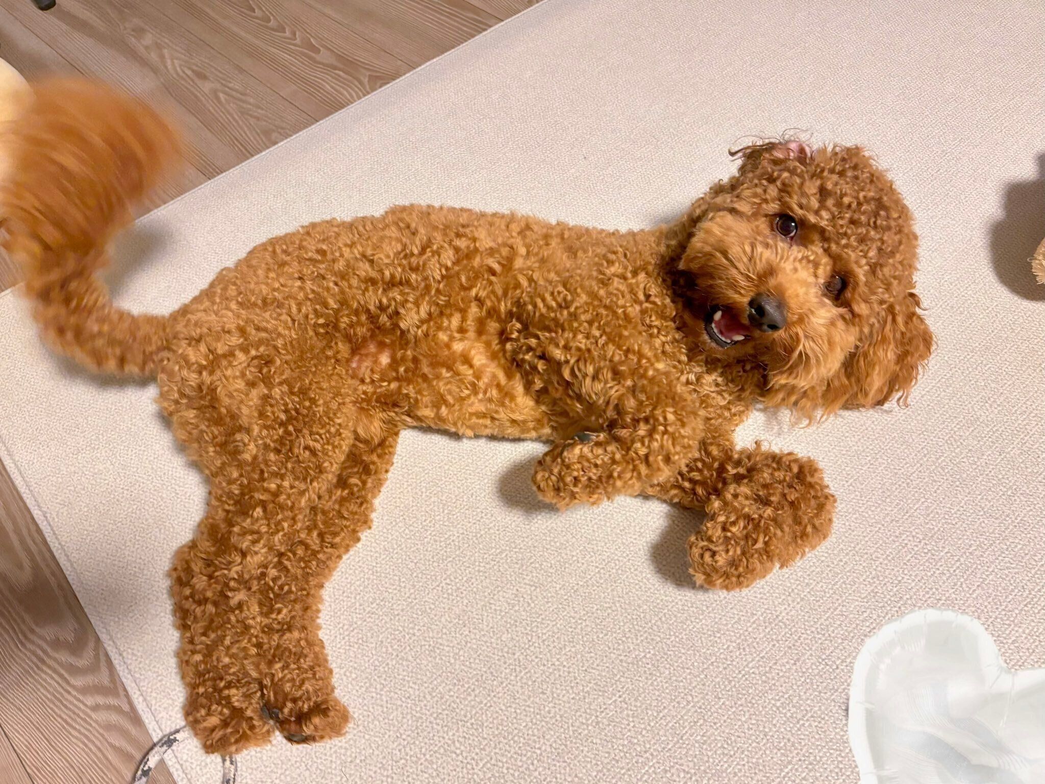 「おなかなでたまえ」と甘えるてりやきくん