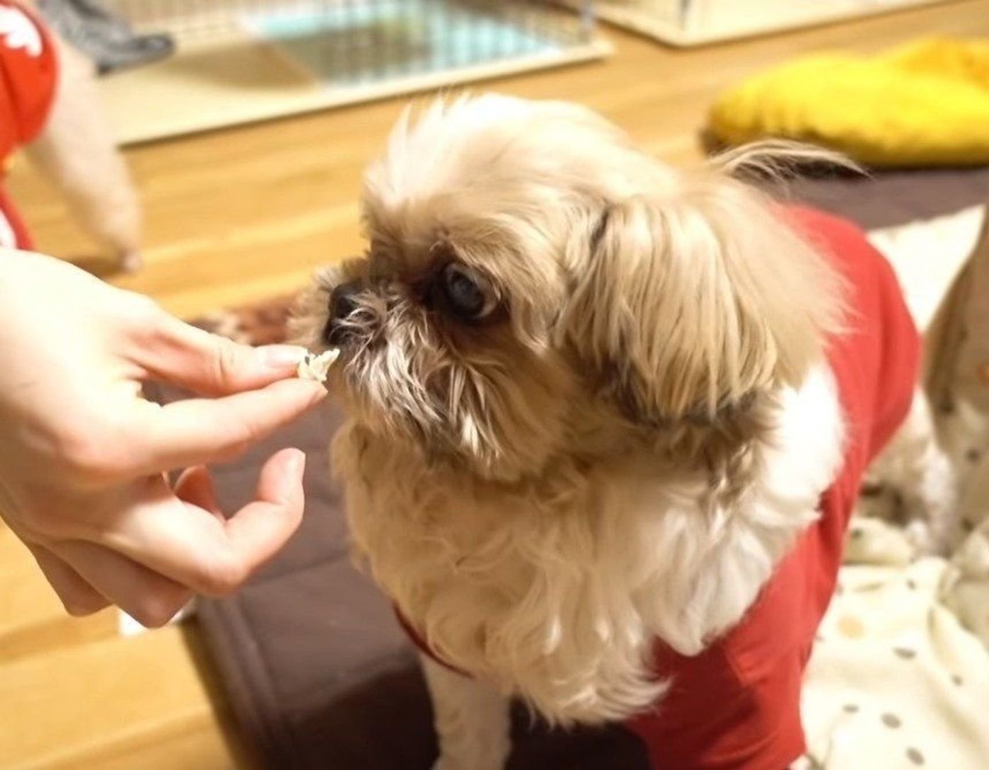 頑張れおじいちゃん犬 ゴハンを後輩犬に狙われる先輩シーズー D いぬのきもちweb Magazine 頑張れおじいちゃん犬 ゴハンを後輩犬に狙われる先輩シーズー D いぬのきもちweb Magazine